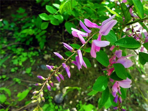 北方的夏花——花木藍