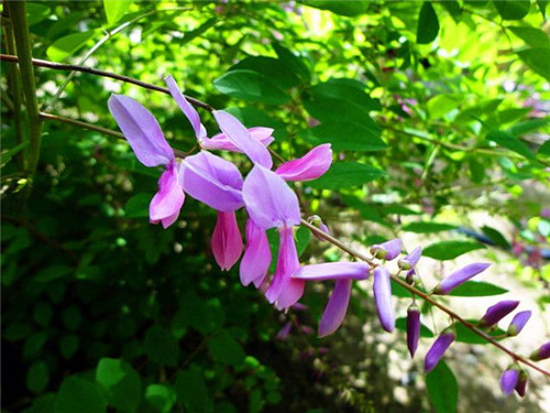 北方的夏花——花木藍
