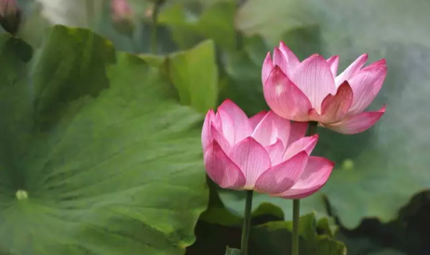 延安十里荷花 南泥灣濕地公園百畝荷花盛開