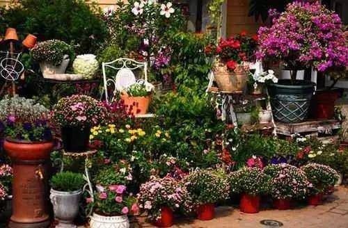 花卉特色小鎮：形成產業鏈尤為重要