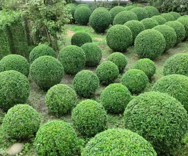 2017年南北苗木的發展趨勢又將是怎樣的?