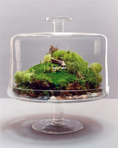 植物美學中的微景觀玻璃花房