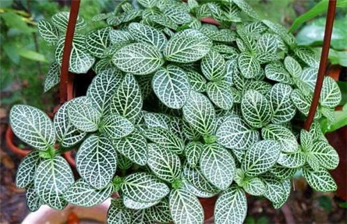 植物美學中的微景觀玻璃花房