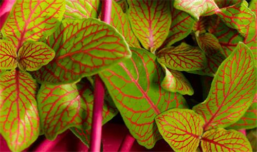 植物美學中的微景觀玻璃花房