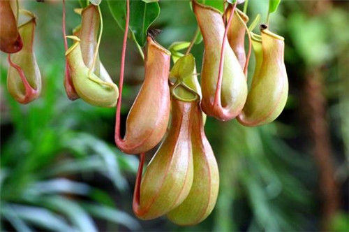 植物美學中的微景觀玻璃花房