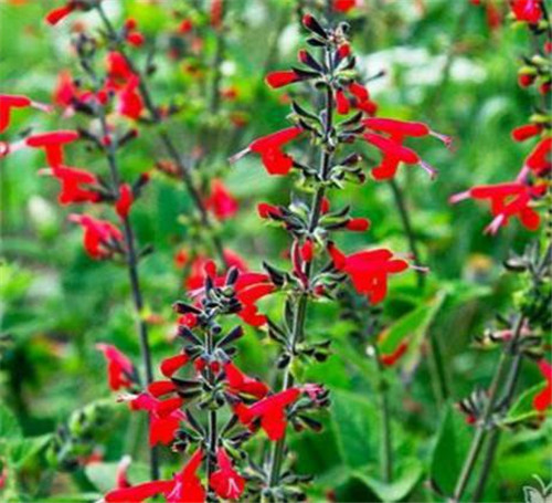 美麗的園林花鏡常用植物