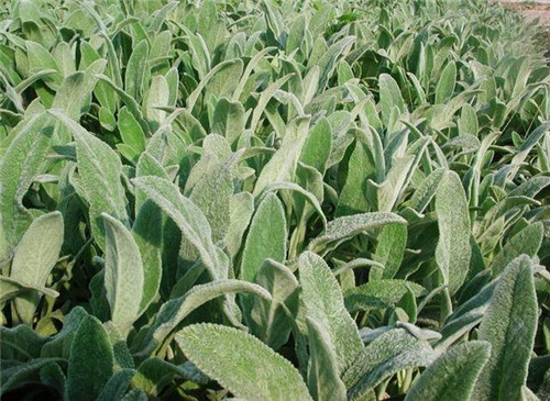 美麗的園林花鏡常用植物