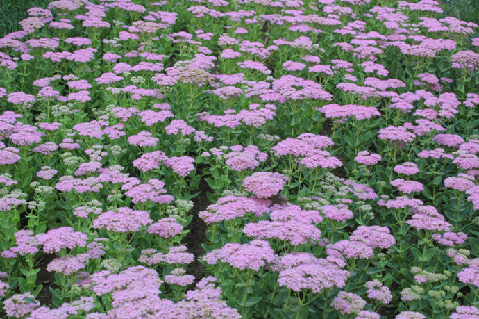 美麗的園林花鏡常用植物