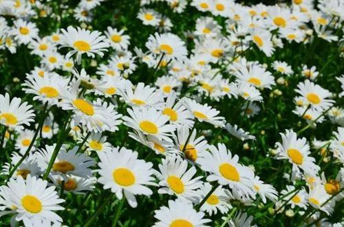 美麗的園林花鏡常用植物