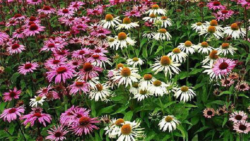 美麗的園林花鏡常用植物