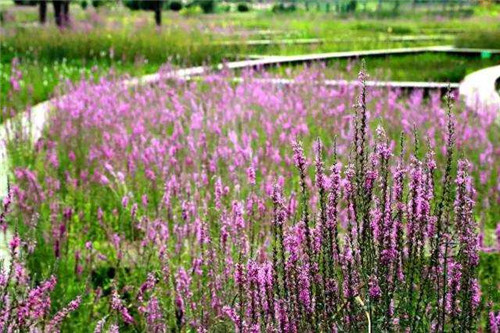 洪澤湖濕地千屈菜花驚艷綻放