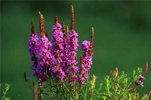 洪澤湖濕地千屈菜花驚艷綻放