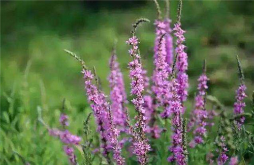 洪澤湖濕地千屈菜花驚艷綻放