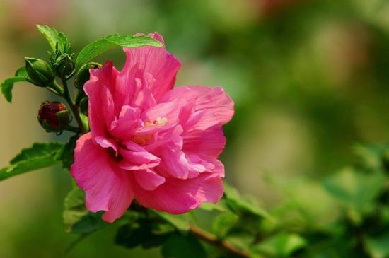 花籬的極佳植物——木槿