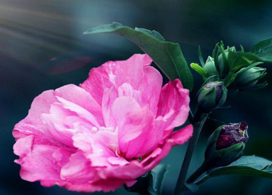 花籬的極佳植物——木槿