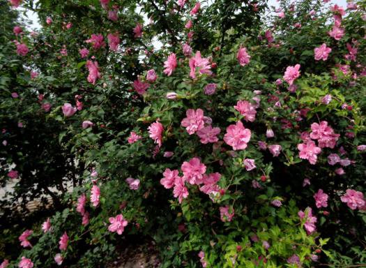 花籬的極佳植物——木槿