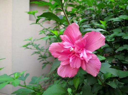 花籬的極佳植物——木槿