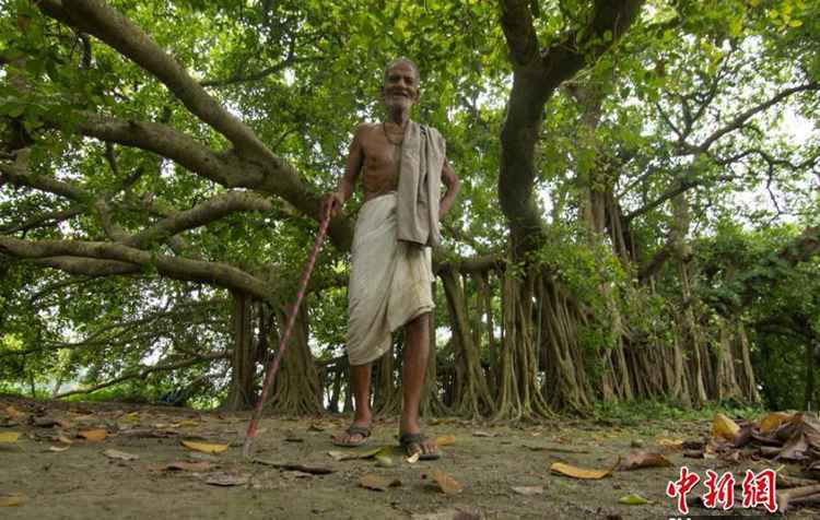 500歲“樹怪”根部似森林 現獨木成林景觀