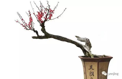 最值得收藏的九類盆景樹種