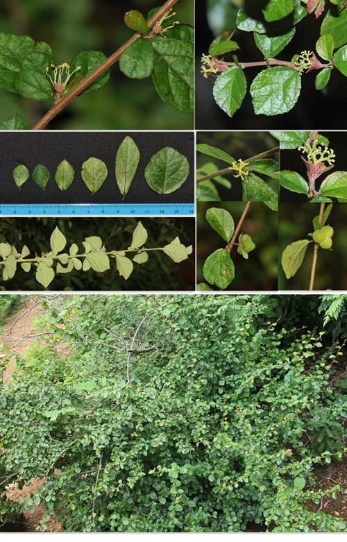 版納植物園發(fā)表希中國大戟科植物一新屬