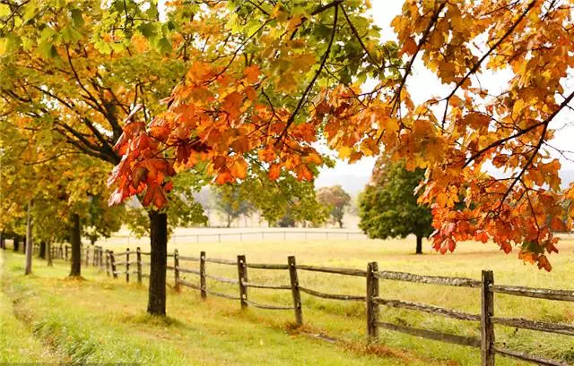 未來十年大規格喬木和彩葉苗木都不會過時