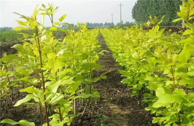 未來十年大規格喬木和彩葉苗木都不會過時