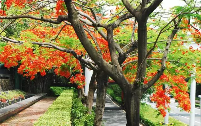 未來十年大規格喬木和彩葉苗木都不會過時