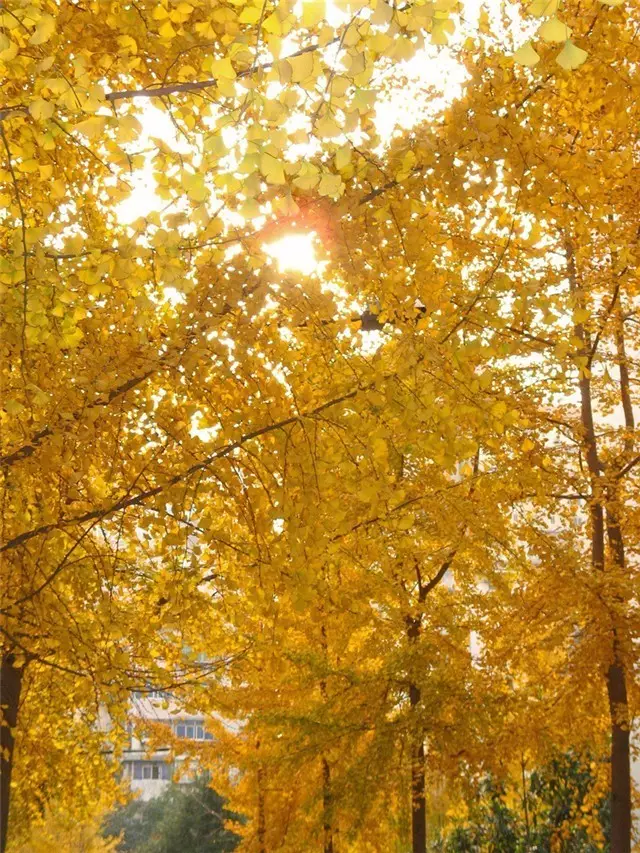 未來十年大規格喬木和彩葉苗木都不會過時