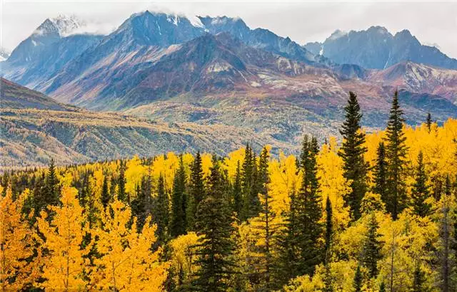 未來十年大規格喬木和彩葉苗木都不會過時