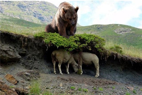 法國大搞生物多樣性，逼得209只羊跳崖自盡