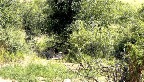 南非比鄰斯堡國家公園