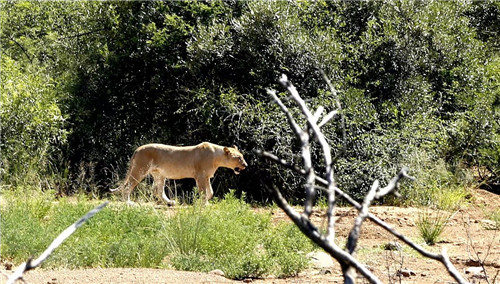 南非比鄰斯堡國家公園