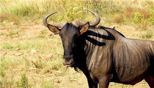 南非比鄰斯堡國家公園