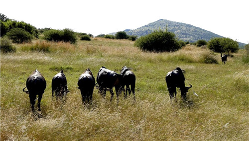 南非比鄰斯堡國家公園