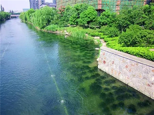 治理河流生態、 復活河流生命