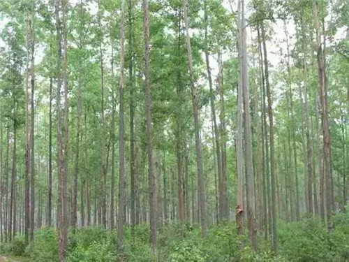 植物界的吉尼斯世界紀(jì)錄