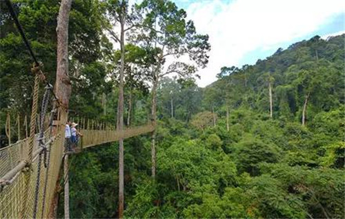 植物界的吉尼斯世界紀(jì)錄