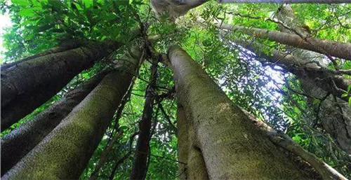 植物界的吉尼斯世界紀(jì)錄