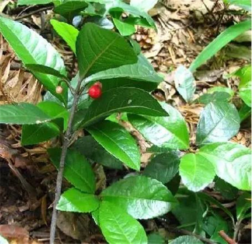 植物界的吉尼斯世界紀(jì)錄