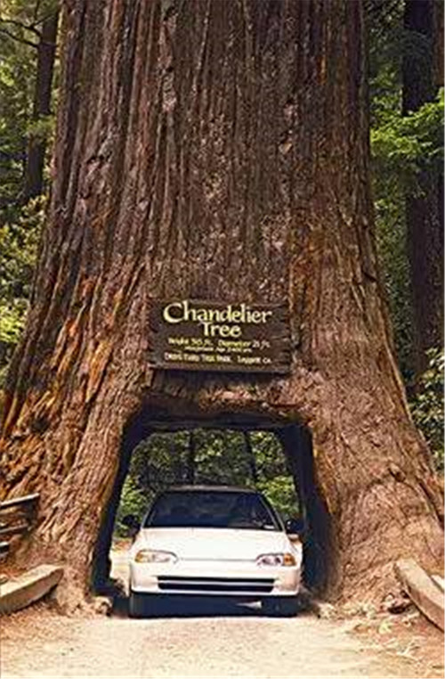 植物界的吉尼斯世界紀錄