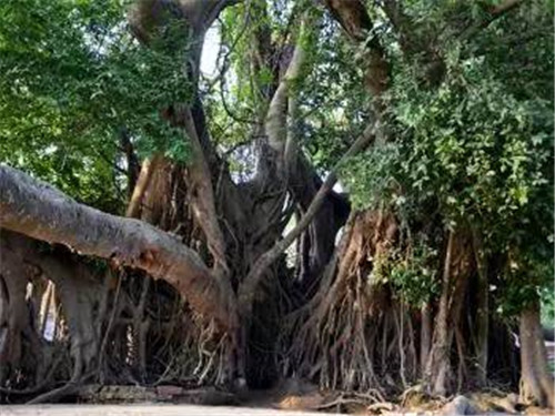 植物界的吉尼斯世界紀錄