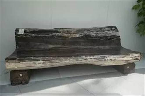 植物界的吉尼斯世界紀錄