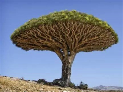 植物界的吉尼斯世界紀錄