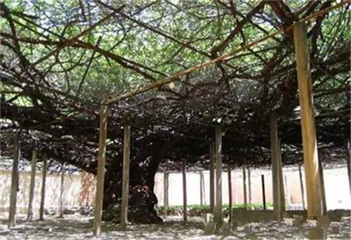 植物界的吉尼斯世界紀錄