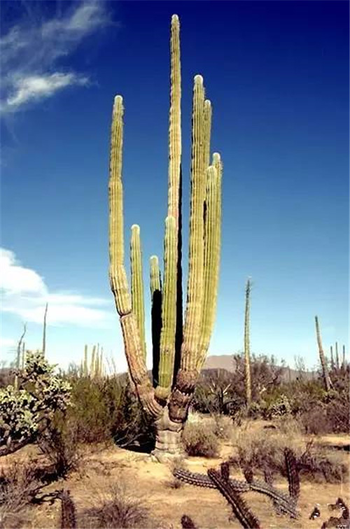 植物界的吉尼斯世界紀錄