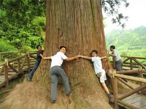 植物界的吉尼斯世界紀錄