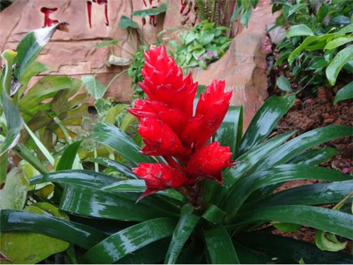 植物界的吉尼斯世界紀錄