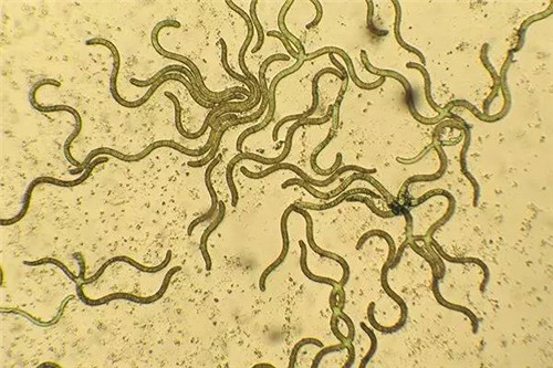 植物界的吉尼斯世界紀錄