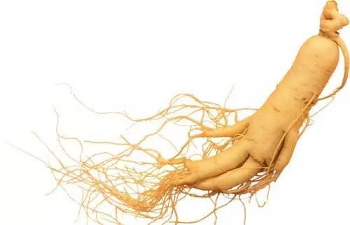 植物界的吉尼斯世界紀錄