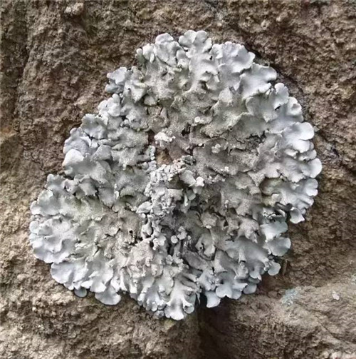 植物界的吉尼斯世界紀錄